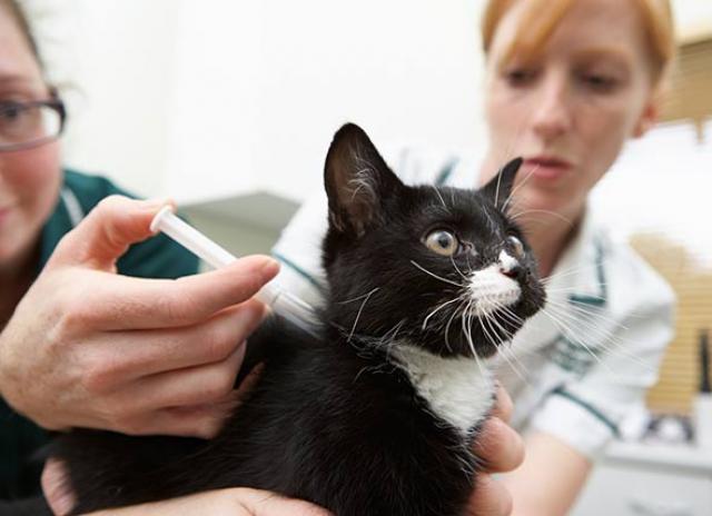 Veterinary Insulin Drugs Market