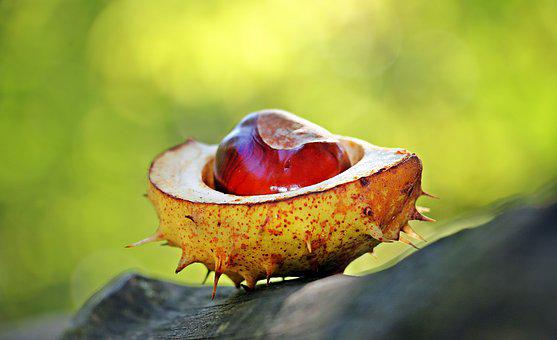 Durian Powder Market