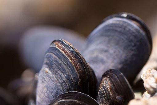 Mussel Oils Market