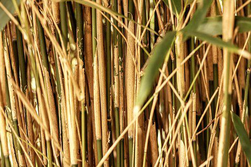 Bamboo Straws Market