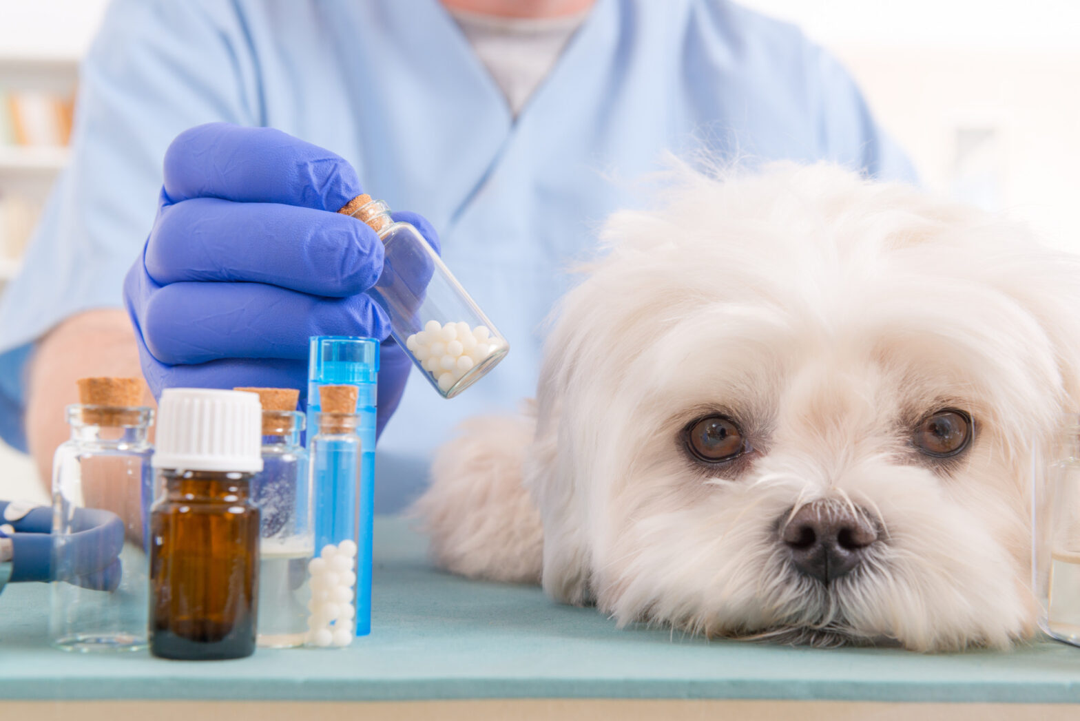 Pet Insurance Market to Reach a Market valuation of US$ 38.8 Bn by 2030 | FMI