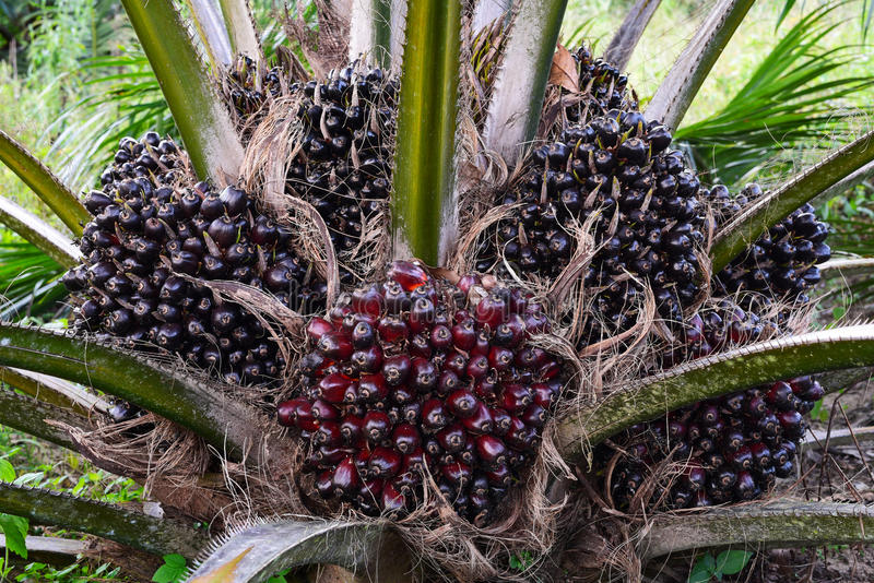 Elaeis Guineensis (Palm) Fruit Extract Market
