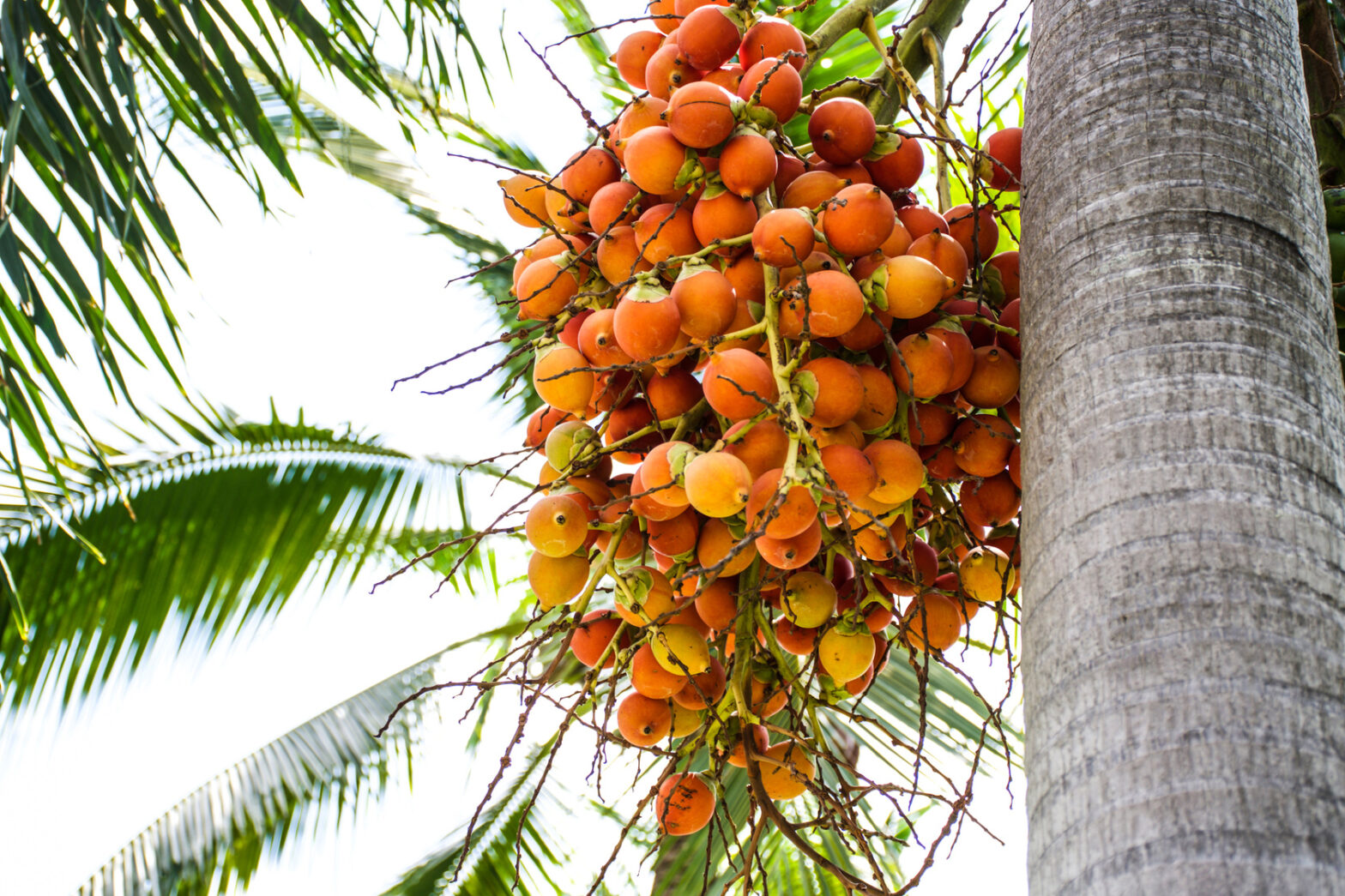 Elaeis Guineensis (Palm) Fruit Extract Market