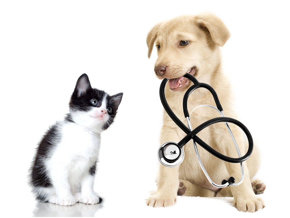 Pet Insurance Market