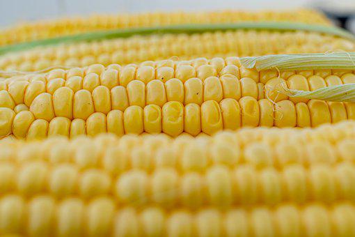 Corn Silage Market