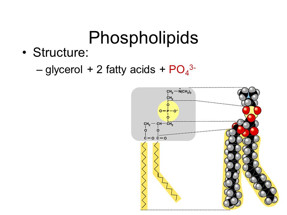 Phospholipids Market