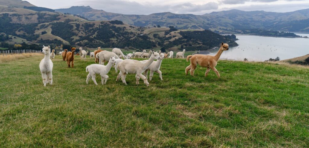 New Zealand Sustainable Tourism Market