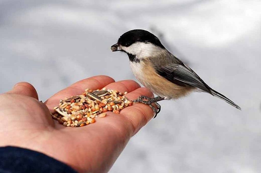 USA Bird Food Market