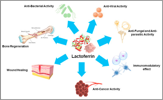 Bovine Lactoferrin Market