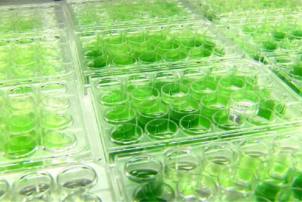 Pet Food Microalgae Market