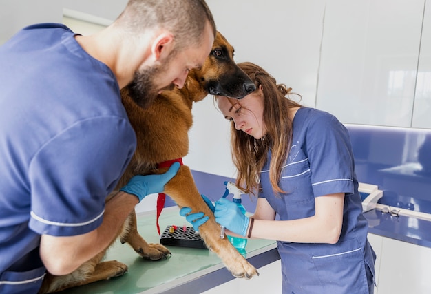 Veterinary Orthopedics Market