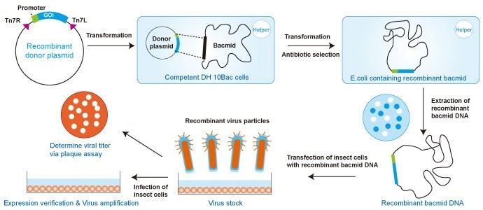 Insect Cell Lines Market