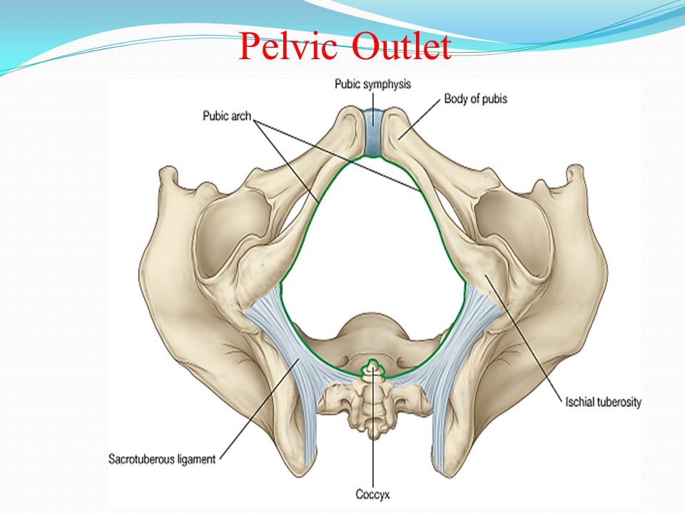 Pelvic Floor Diagnostics Market