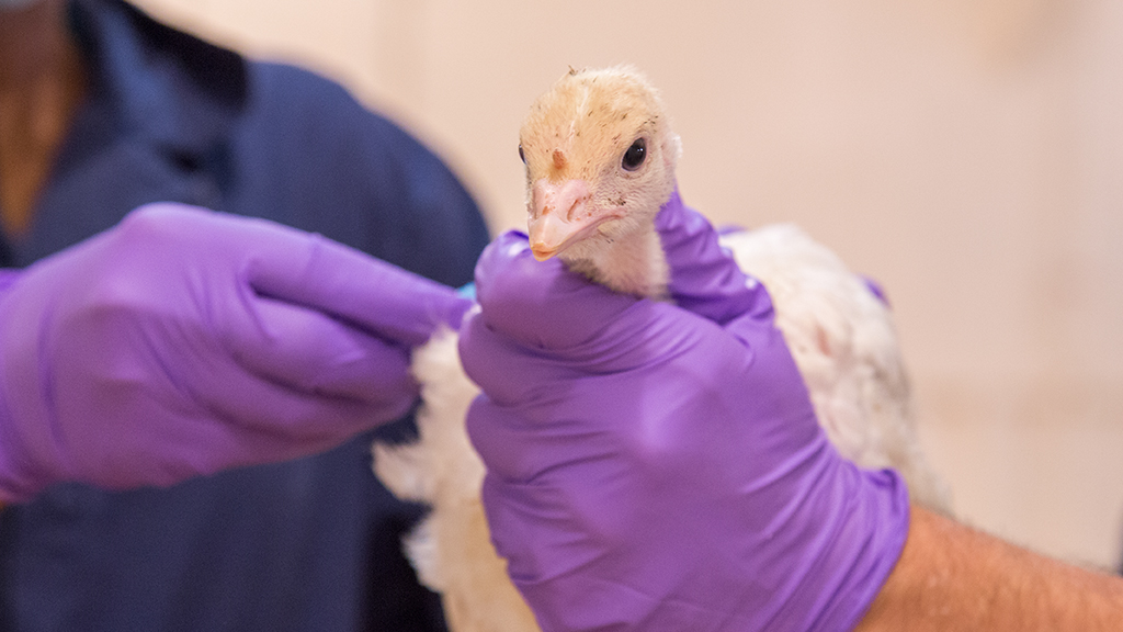 Poultry Diagnostic Testing Market