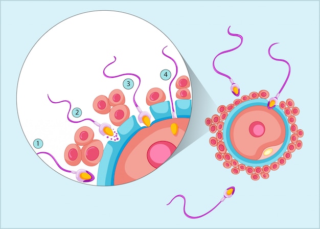 Toxoplasmosis Infection Treatment Market