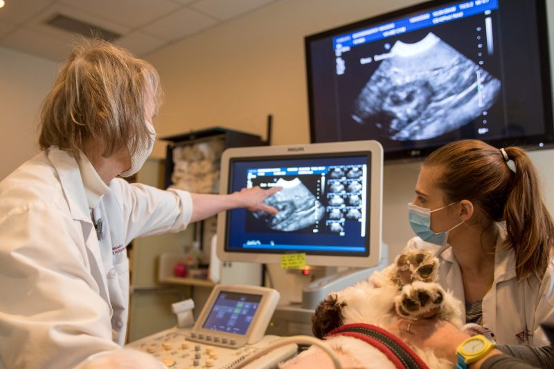 Veterinary Imaging Market