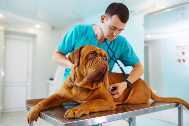 Veterinary Orthopedics Market