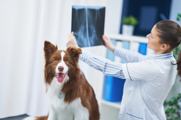 Veterinary Orthopedics Market