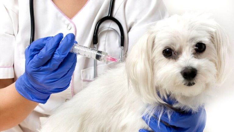 Veterinary Vaccines Market 
