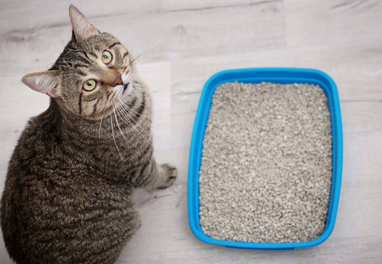 Cat Litter Market