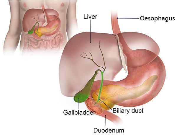 Biliary Tract Cancer (BTCs) Treatment Market