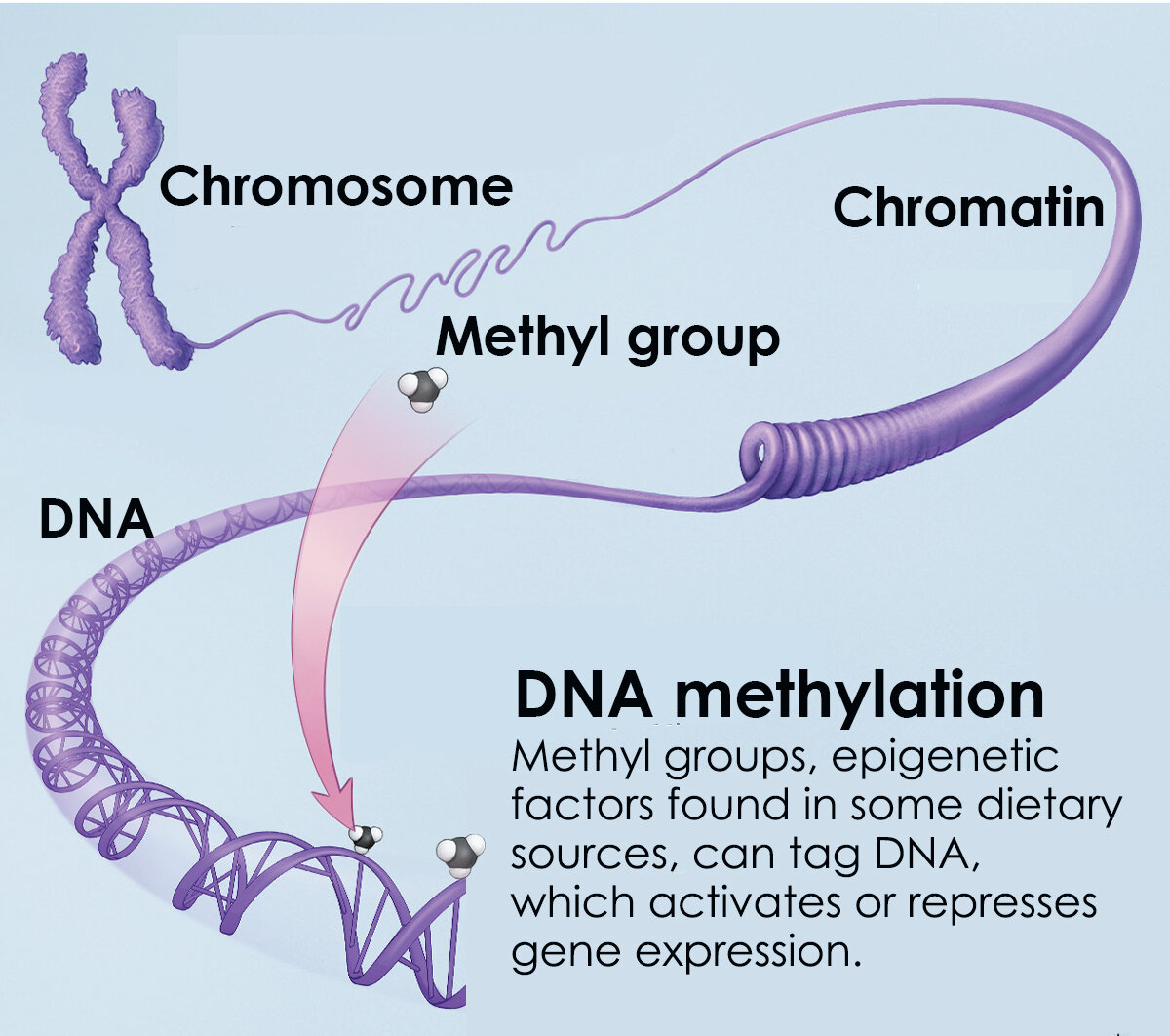 DNA Methylation Market