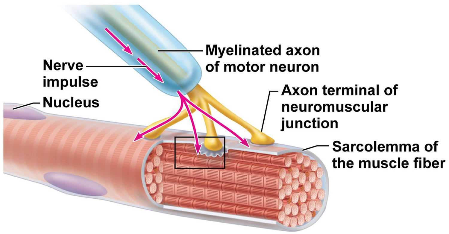 Generalized Myasthenia Gravis (GMG) Managements Market