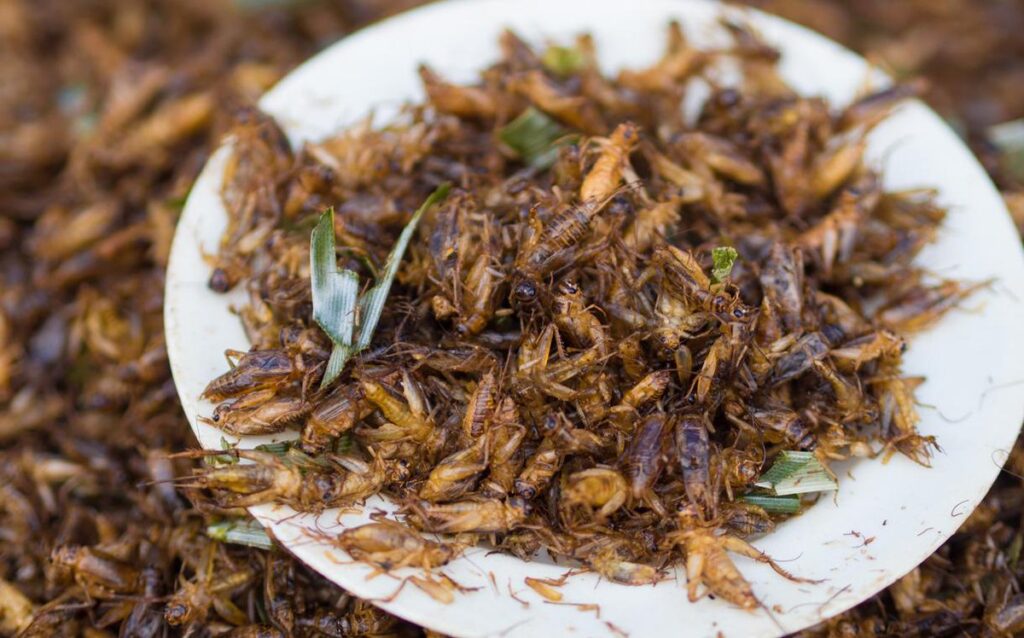 Insect-based Pet Food Market Expected to Exceed US$ 3,448.5 million by ...