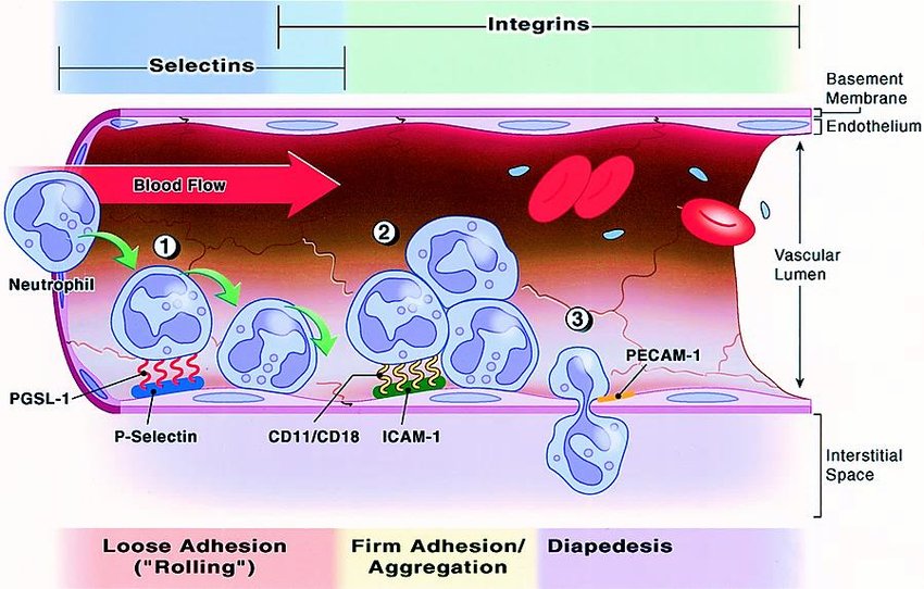 Leukocyte Adhesion Deficiency Market