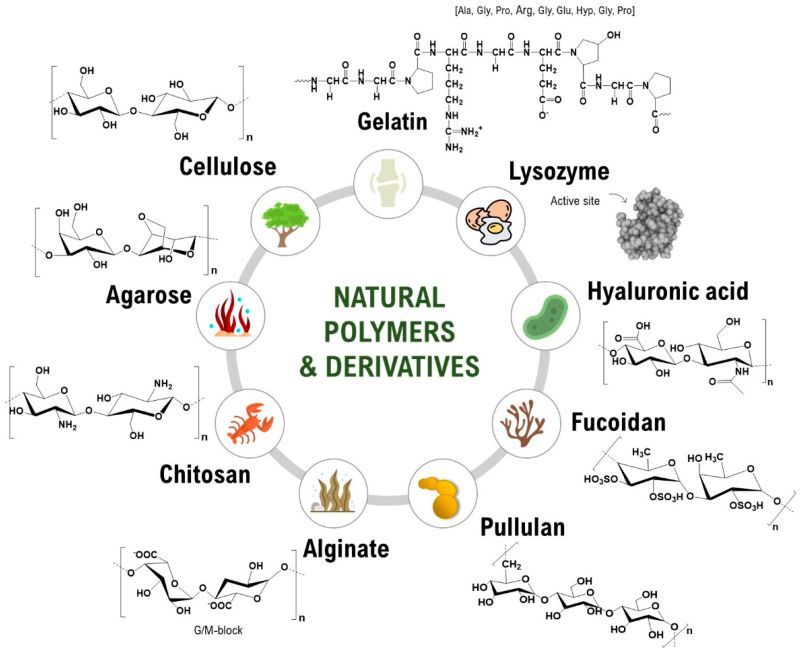 Natural Polymer Market