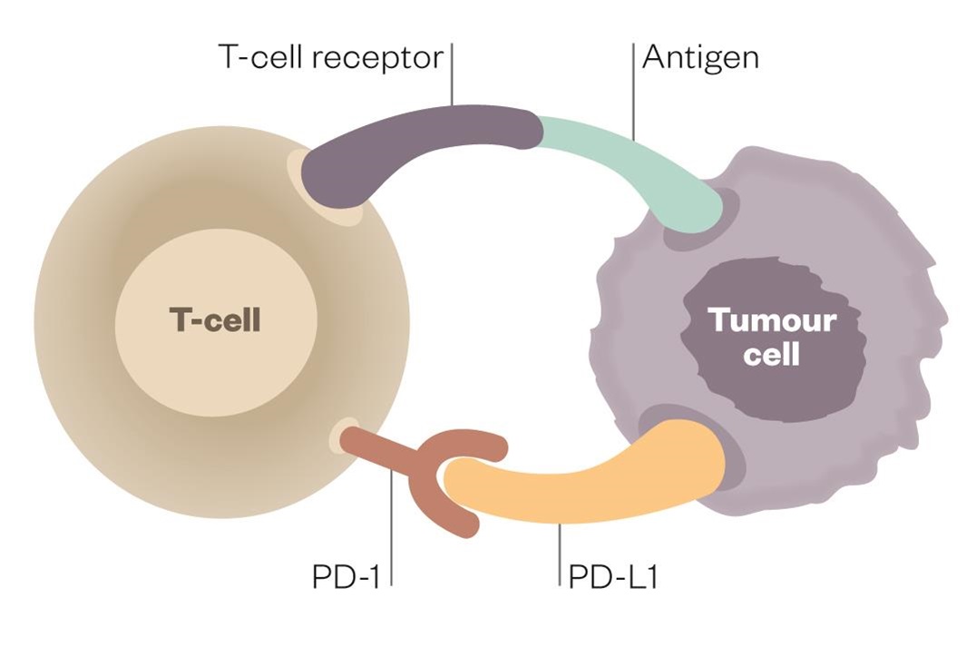 PD-1-PD-L1 Inhibitors Market