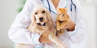 Southeast Asian Pet Care Market: