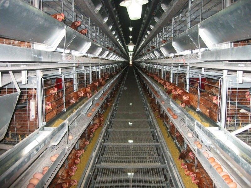 Poultry Keeping Machinery Market