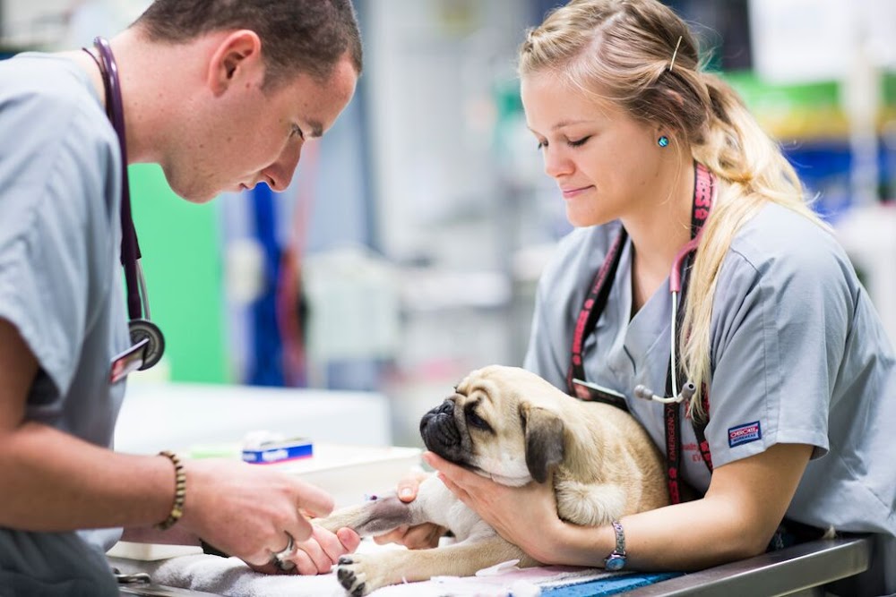 Veterinary Point of Care Market on Course to Reach US 3.8 Billion