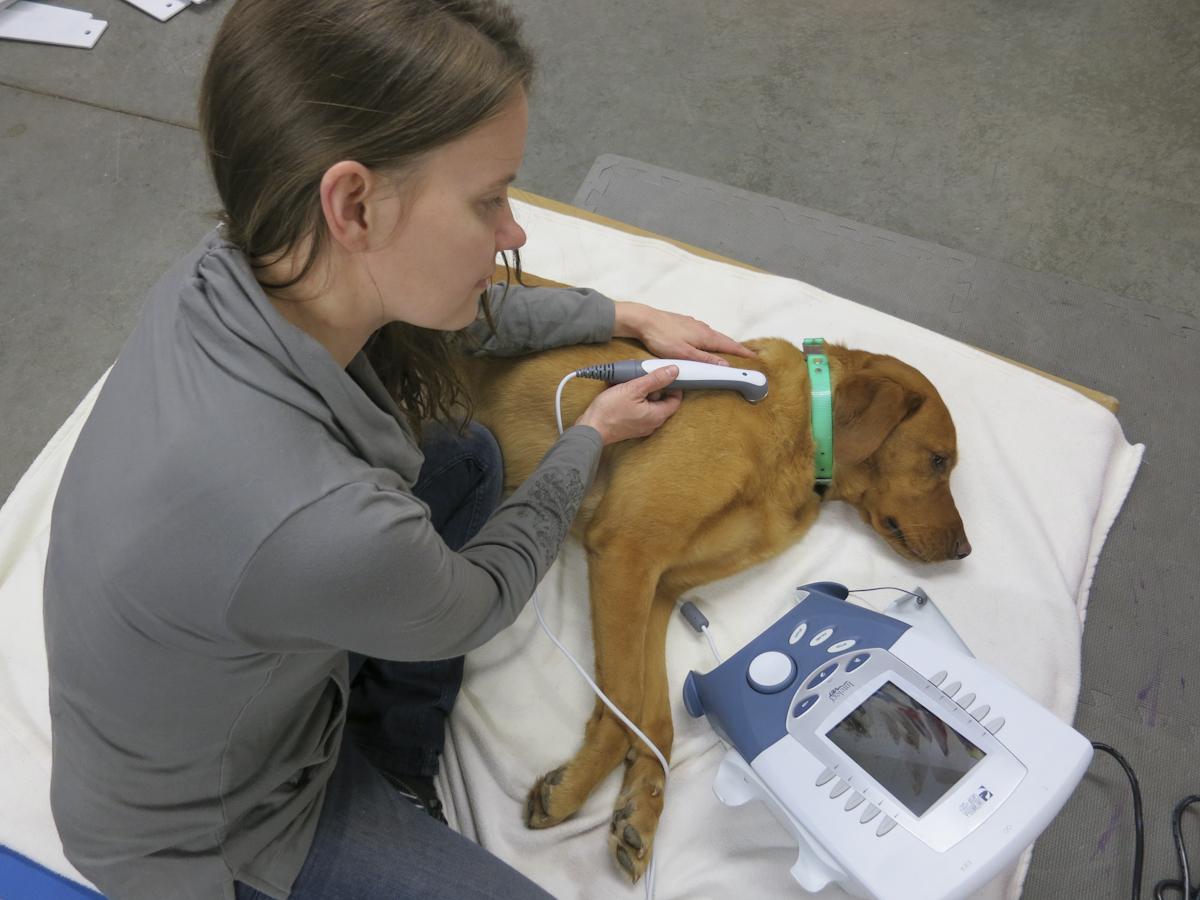 Veterinary Thermography Market