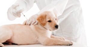 Companion Animal Vaccines Industry