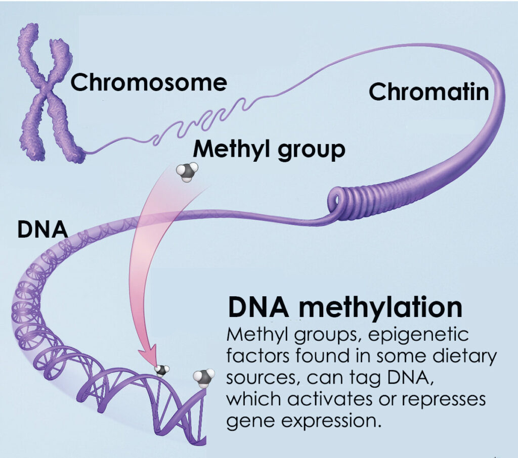 DNA Methylation Industry