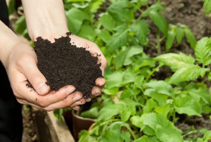 North America Organic Fertilizers Market