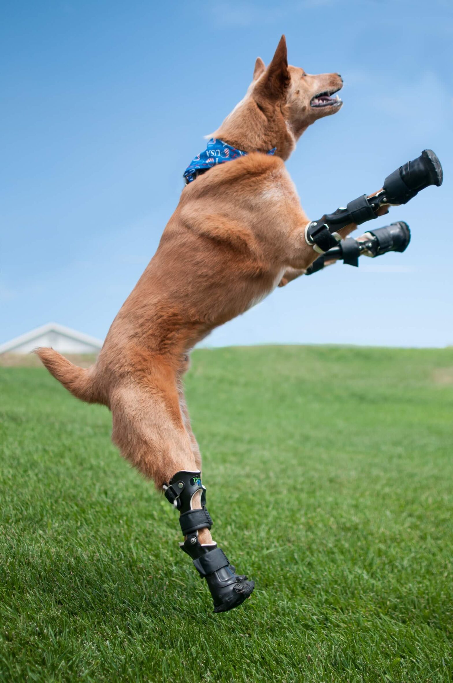 Veterinary Orthotics-Prosthetics Industry