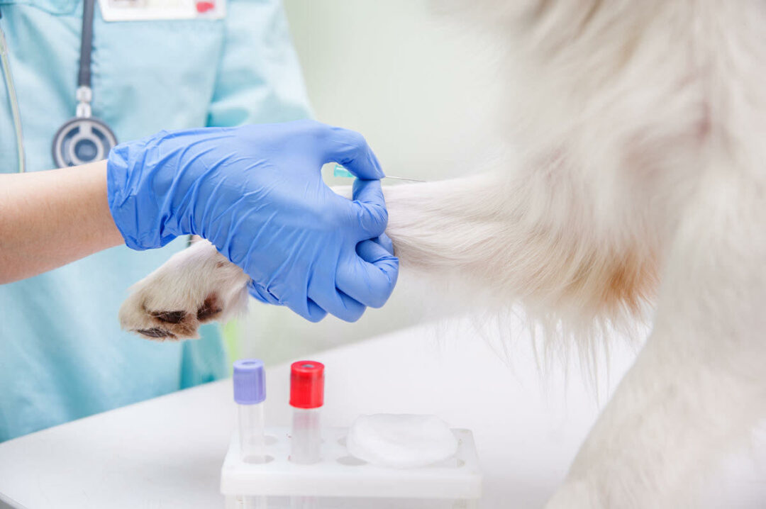 Veterinary Point Of Care Diagnostics Industry