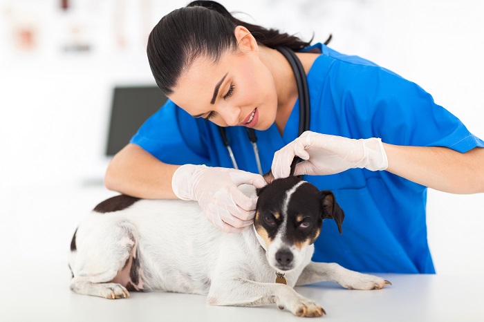 Veterinary Rehabilitation Services Industry