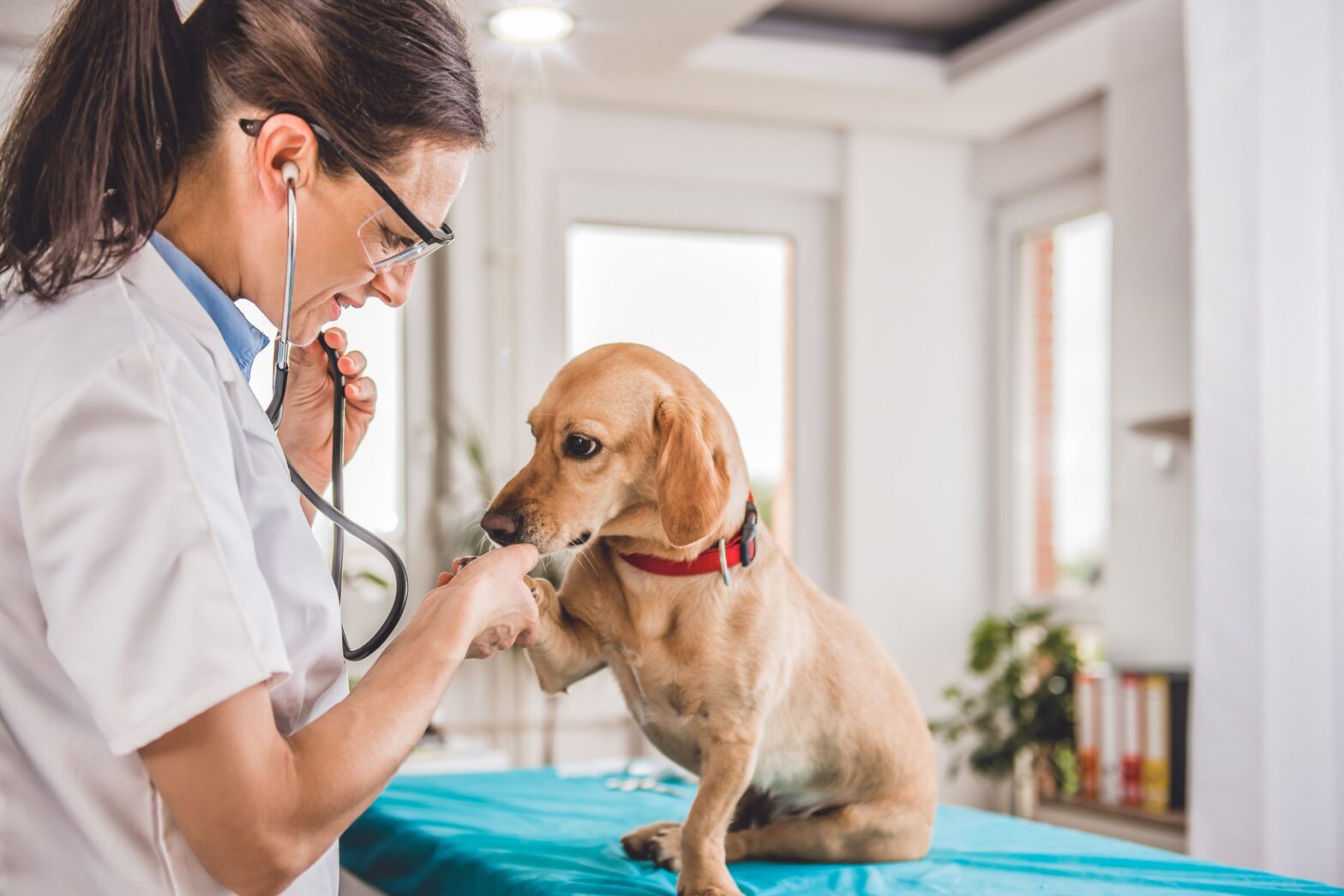 Veterinary Services Industry