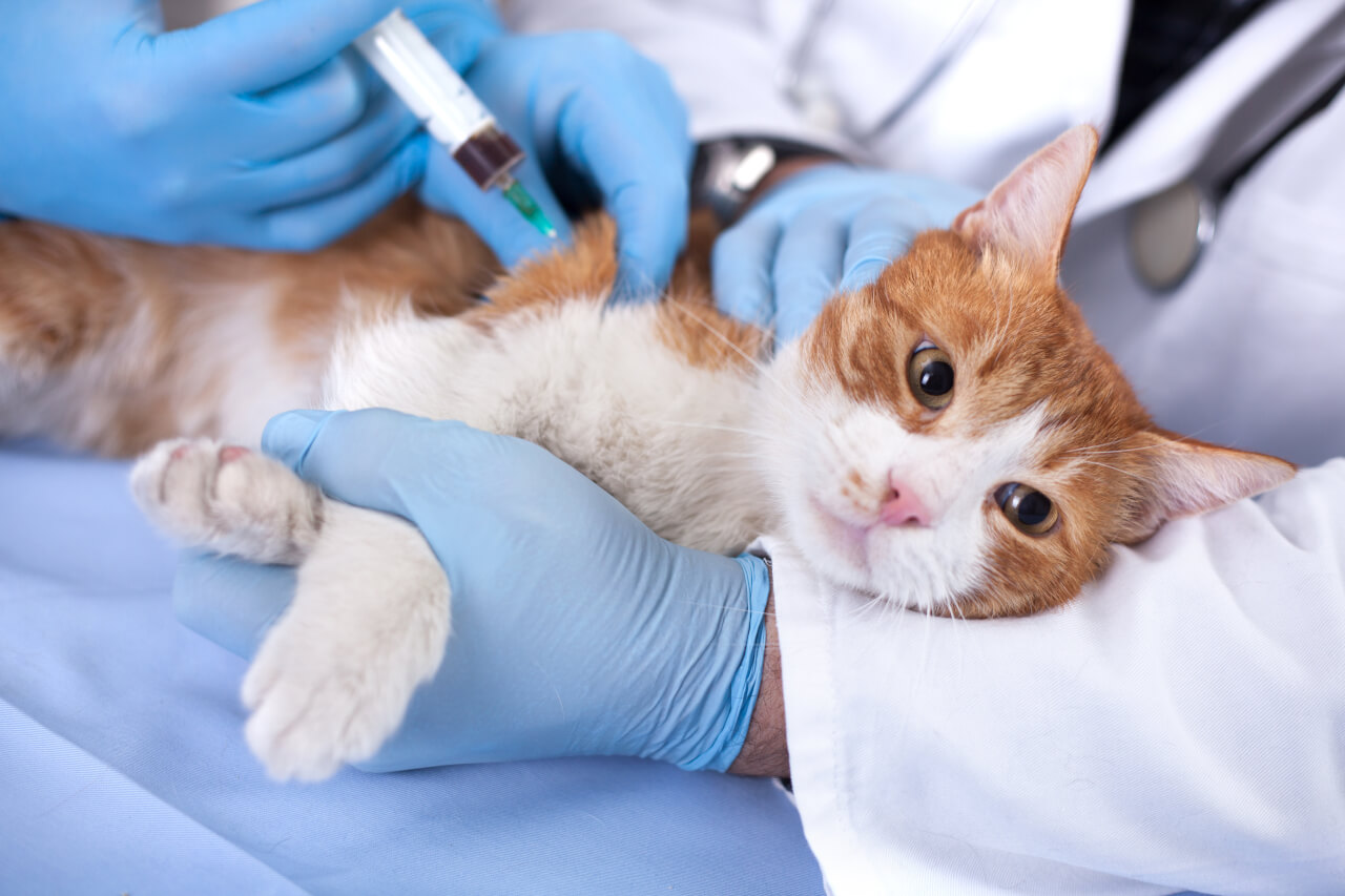 Veterinary Vaccine Market