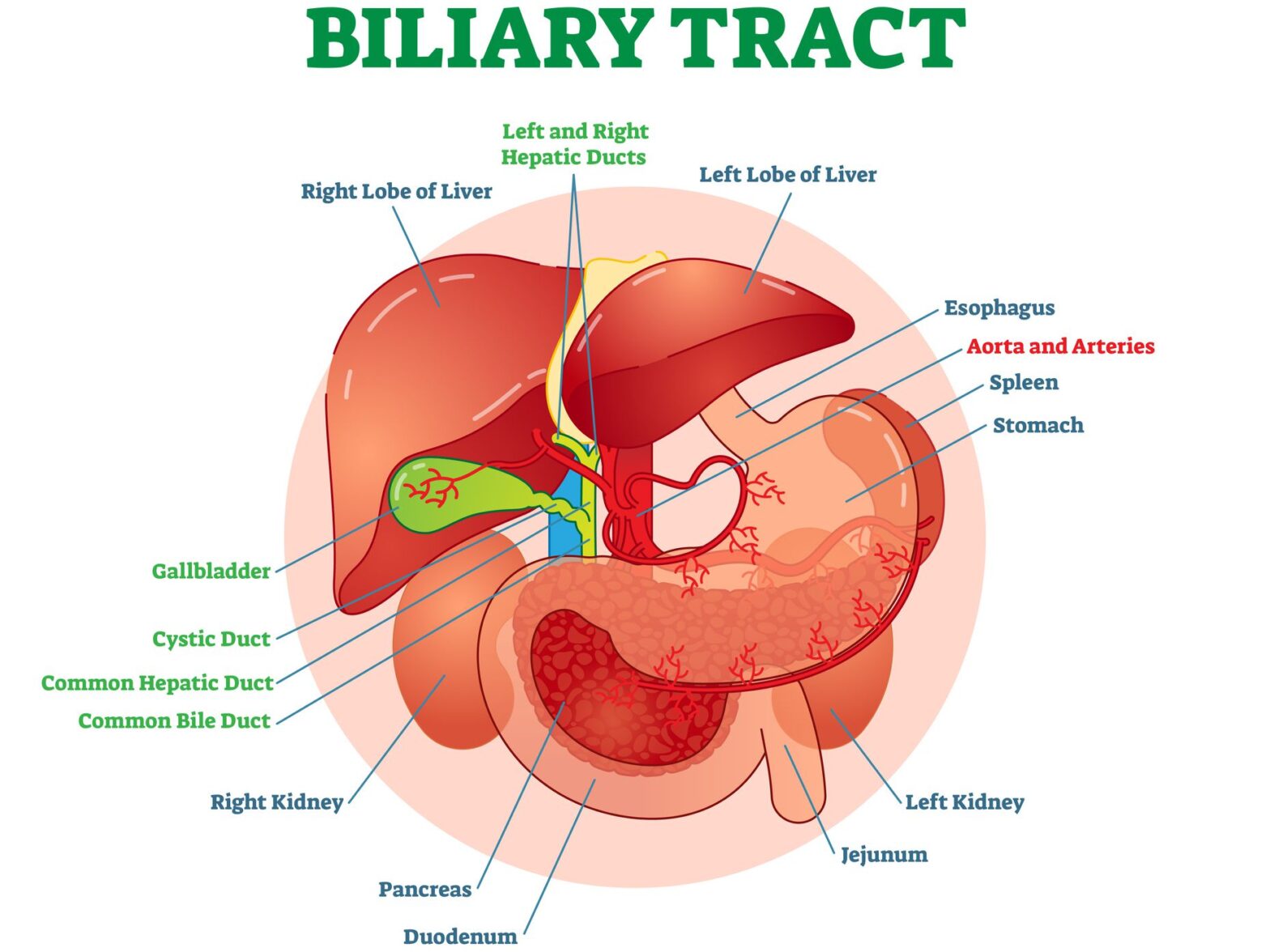 Biliary Tract Cancer (BTCs) Treatment Market