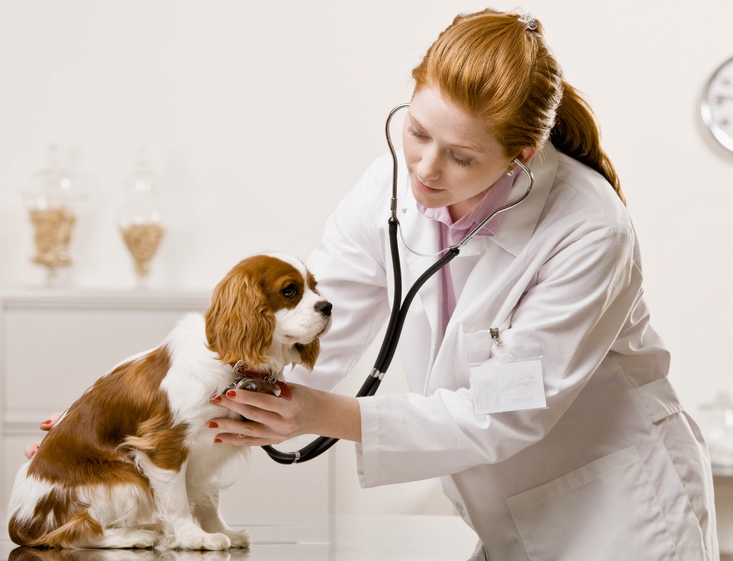 Canine Flu Therapeutics Industry