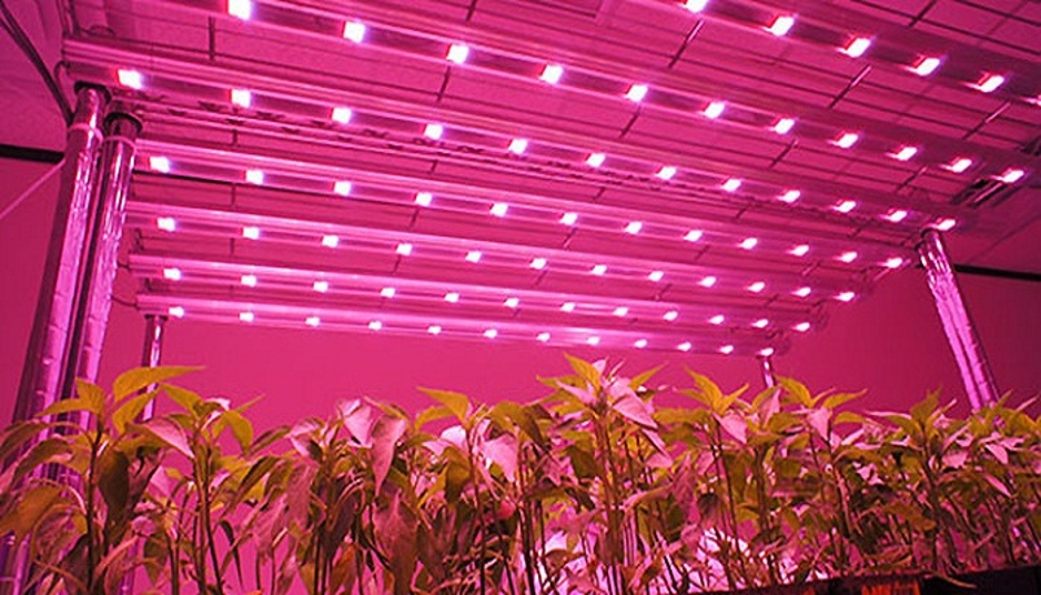 LED Grow Lights Market