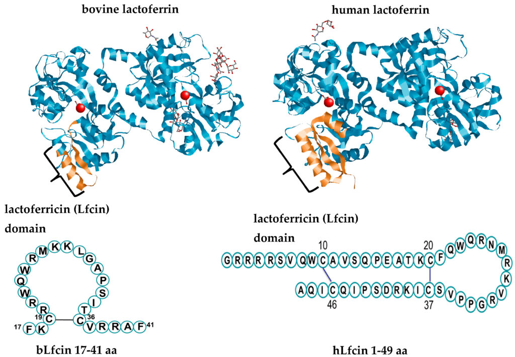 Bovine Lactoferrin Industry