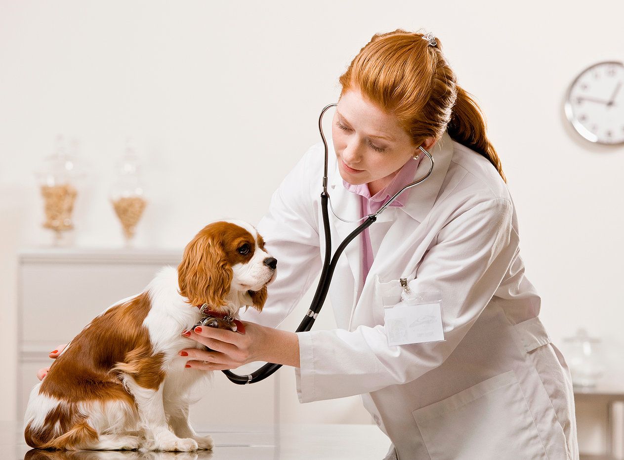 Companion Animal Specialty Drugs market