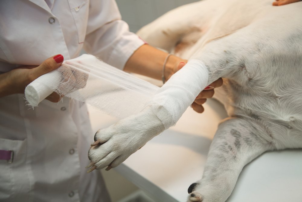 Compression Veterinary Bandages Industry