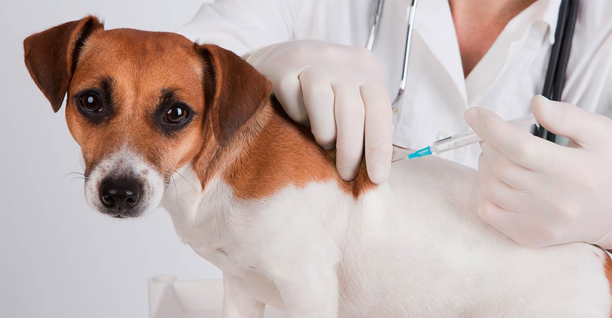 Middle East Veterinary Vaccine Industry